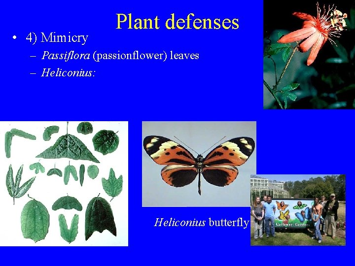  • 4) Mimicry Plant defenses – Passiflora (passionflower) leaves – Heliconius: Heliconius butterfly