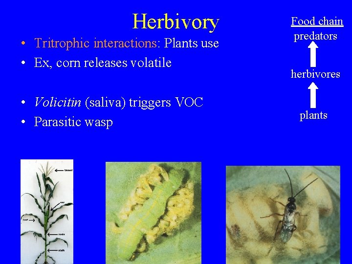 Herbivory • Tritrophic interactions: Plants use • Ex, corn releases volatile • Volicitin (saliva)