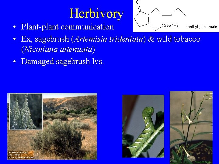 Herbivory • Plant-plant communication • Ex, sagebrush (Artemisia tridentata) & wild tobacco (Nicotiana attenuata)