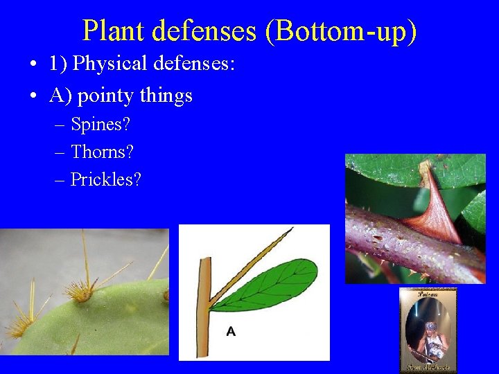 Plant defenses (Bottom-up) • 1) Physical defenses: • A) pointy things – Spines? –