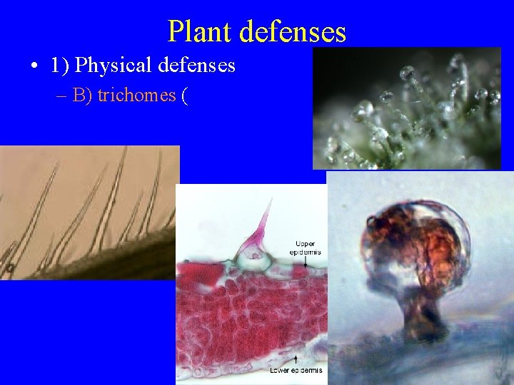 Plant defenses • 1) Physical defenses – B) trichomes ( 