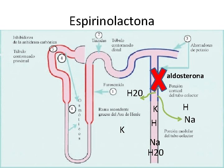 Espirinolactona aldosterona H 20 K K H Na H 20 H Na 