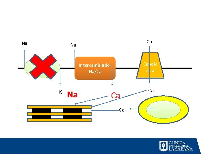 Na Ca Na Na/K atpasa Canale s Ca Intercambiador Na/Ca K Na Ca Ca