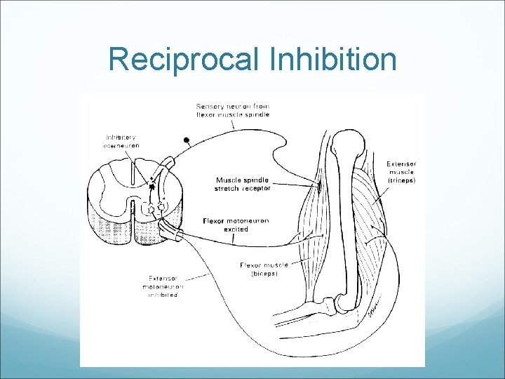 Reciprocal Inhibition 