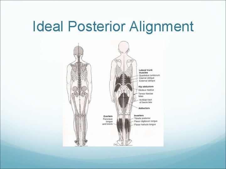 Ideal Posterior Alignment 