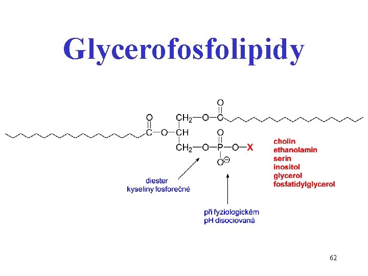 Glycerofosfolipidy 62 