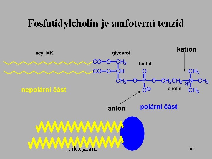 Fosfatidylcholin je amfoterní tenzid piktogram 64 