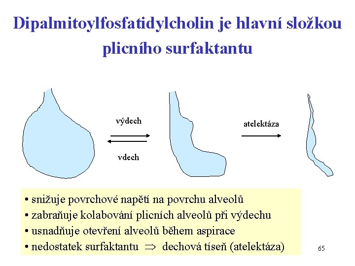 Dipalmitoylfosfatidylcholin je hlavní složkou plicního surfaktantu výdech atelektáza vdech • snižuje povrchové napětí na