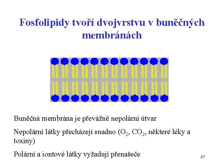 Fosfolipidy tvoří dvojvrstvu v buněčných membránách Buněčná membrána je převážně nepolární útvar Nepolární látky