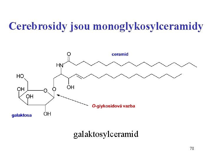 Cerebrosidy jsou monoglykosylceramidy galaktosylceramid 78 