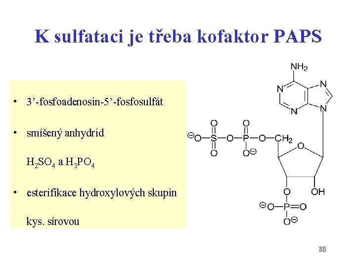 K sulfataci je třeba kofaktor PAPS • 3’-fosfoadenosin-5’-fosfosulfát • smíšený anhydrid H 2 SO
