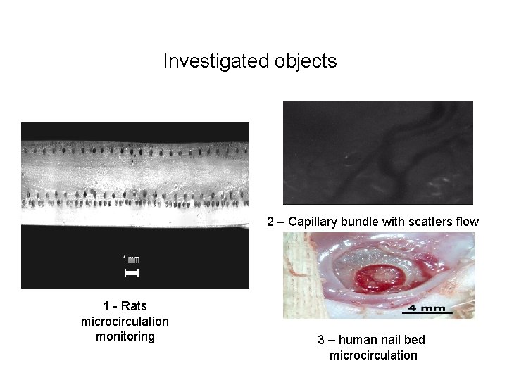 Investigated objects 2 – Capillary bundle with scatters flow 1 - Rats microcirculation monitoring