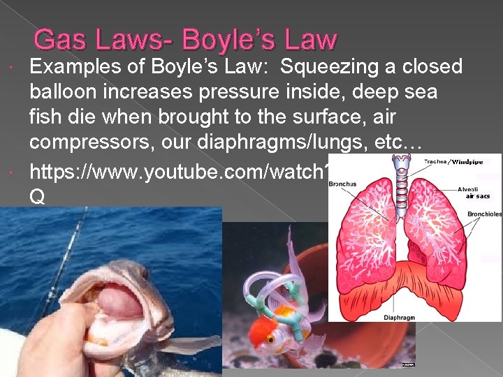 Gas Laws- Boyle’s Law Examples of Boyle’s Law: Squeezing a closed balloon increases pressure