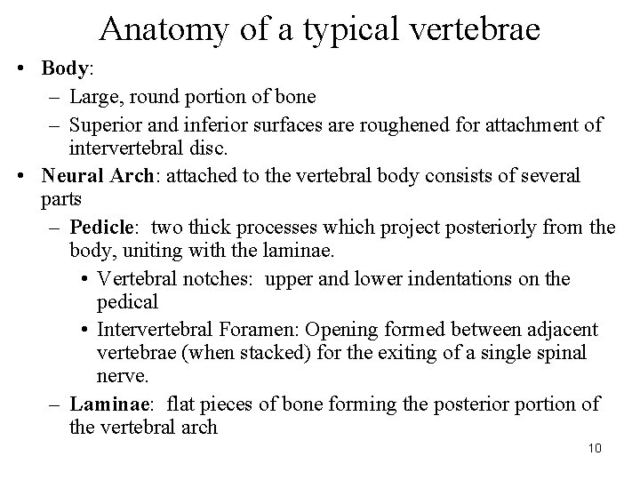 Anatomy of a typical vertebrae • Body: – Large, round portion of bone –