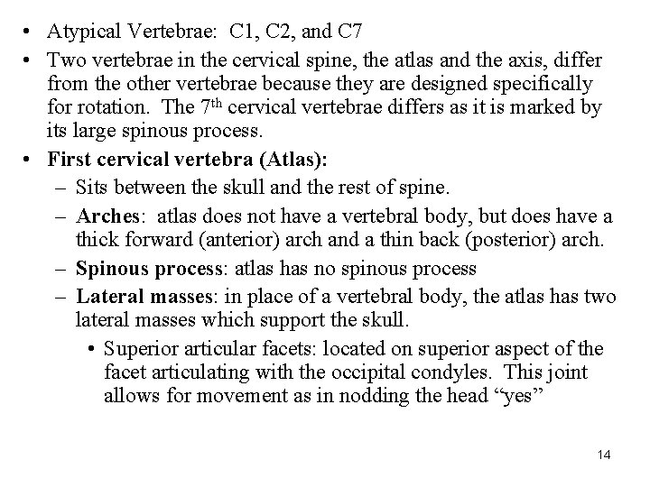  • Atypical Vertebrae: C 1, C 2, and C 7 • Two vertebrae