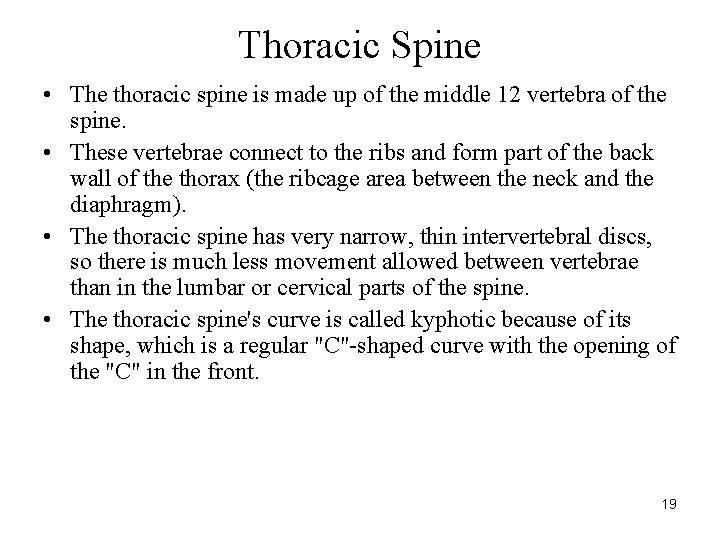 Thoracic Spine • The thoracic spine is made up of the middle 12 vertebra