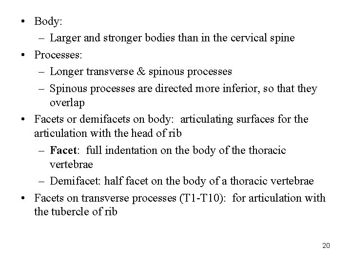  • Body: – Larger and stronger bodies than in the cervical spine •