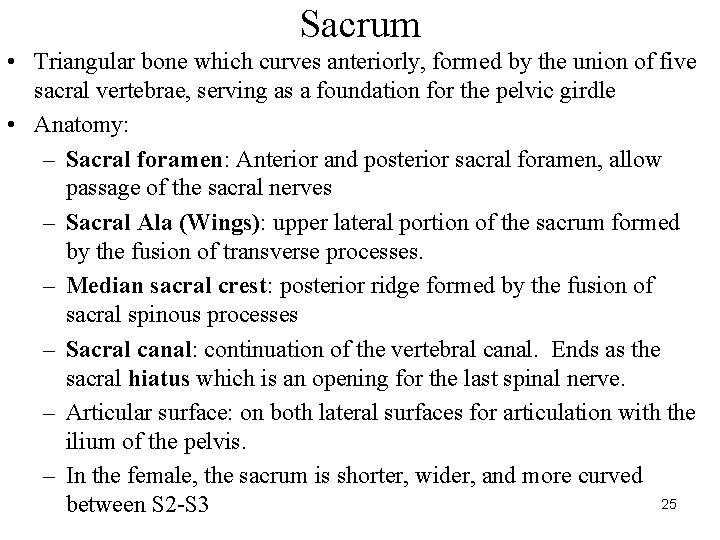 Sacrum • Triangular bone which curves anteriorly, formed by the union of five sacral