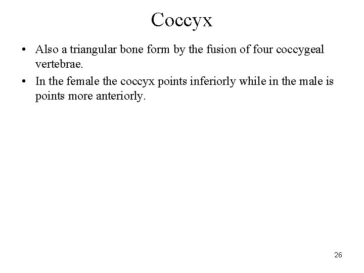 Coccyx • Also a triangular bone form by the fusion of four coccygeal vertebrae.