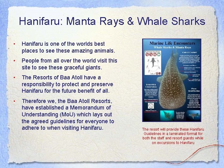 Hanifaru: Manta Rays & Whale Sharks • Hanifaru is one of the worlds best