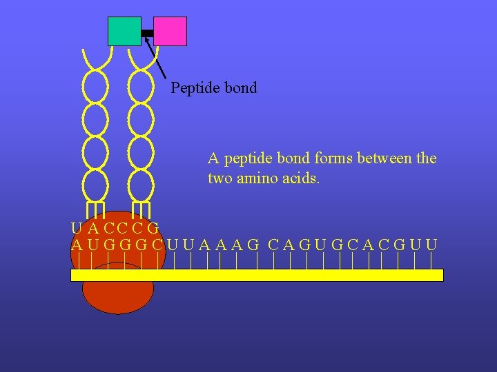 Peptide bond A peptide bond forms between the two amino acids. U A CC