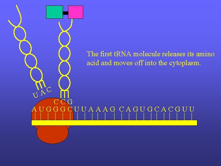 The first t. RNA molecule releases its amino acid and moves off into the