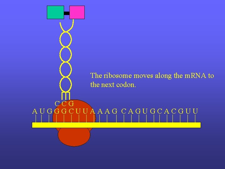The ribosome moves along the m. RNA to the next codon. CCG AUGGGCUUAAAG CAGUGCACGUU