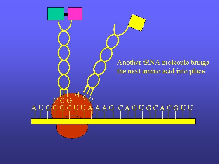 Another t. RNA molecule brings the next amino acid into place. AA U CCG