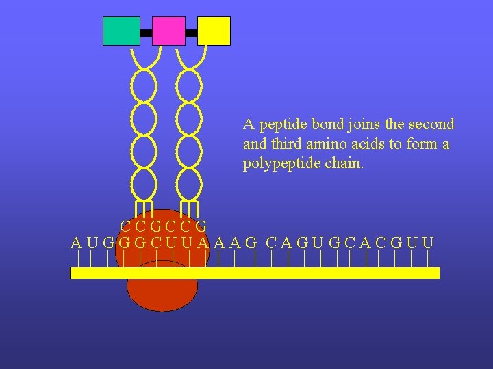 A peptide bond joins the second and third amino acids to form a polypeptide