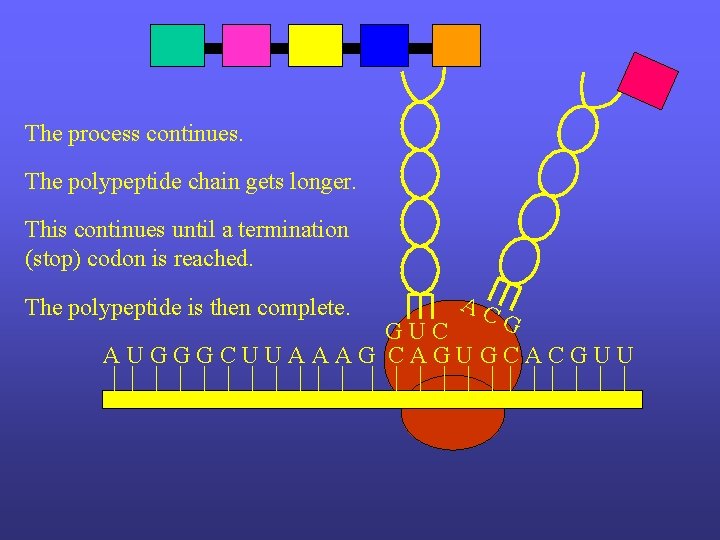The process continues. The polypeptide chain gets longer. This continues until a termination (stop)
