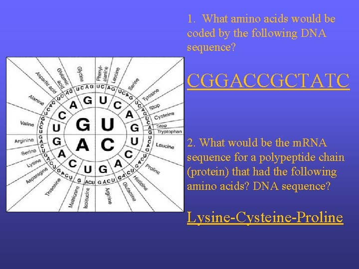 1. What amino acids would be coded by the following DNA sequence? CGGACCGCTATC 2.