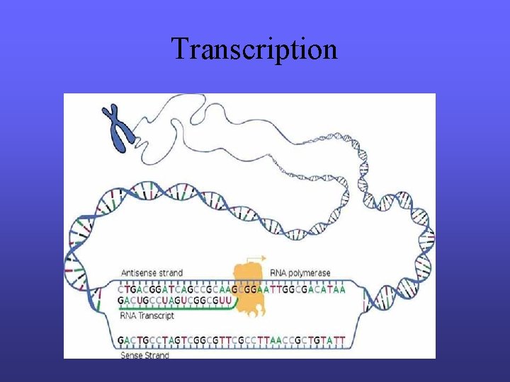 Transcription 