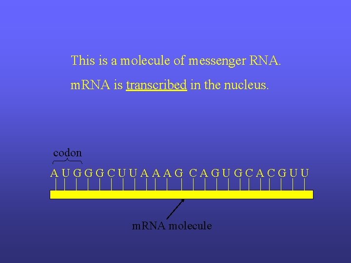 This is a molecule of messenger RNA. m. RNA is transcribed in the nucleus.