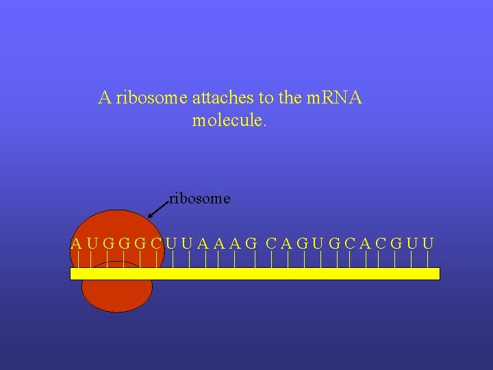 A ribosome attaches to the m. RNA molecule. ribosome AUGGGCUUAAAG CAGUGCACGUU 