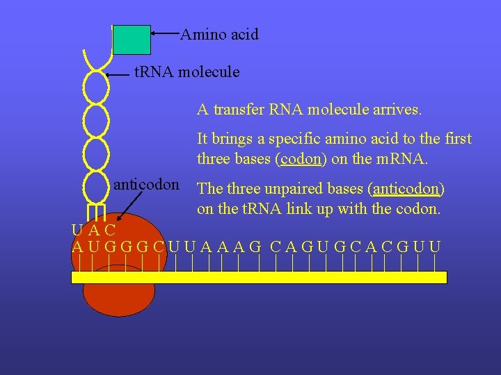 Amino acid t. RNA molecule A transfer RNA molecule arrives. It brings a specific