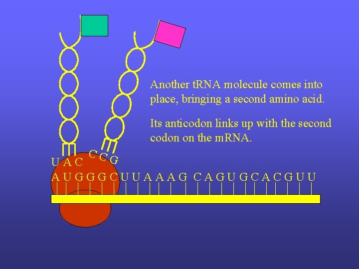 Another t. RNA molecule comes into place, bringing a second amino acid. Its anticodon