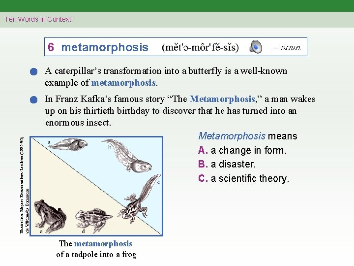 Ten Words in Context 6 metamorphosis – noun Illustration: Meyers Konversations-Lexikon (1885 -90) via