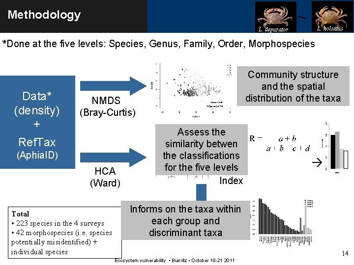 ~ Methodology L. holsatus L. depurator *Done at the five levels: Species, Genus, Family,