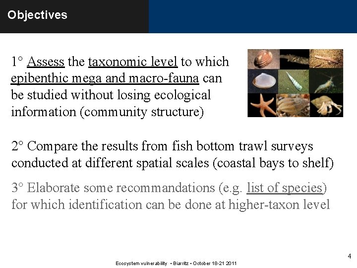 Objectives 1° Assess the taxonomic level to which epibenthic mega and macro-fauna can be