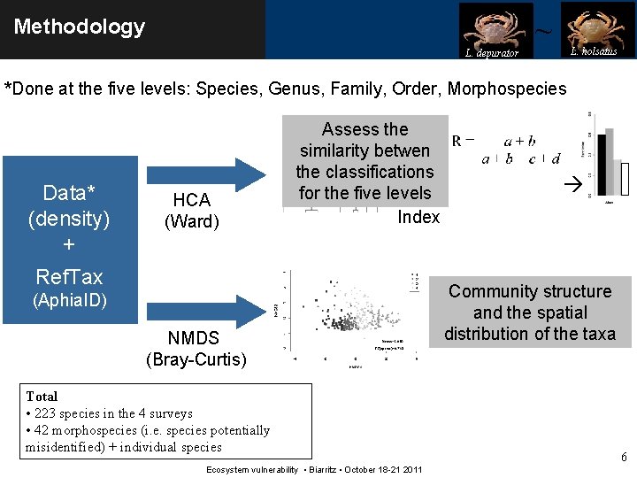 ~ Methodology L. holsatus L. depurator *Done at the five levels: Species, Genus, Family,