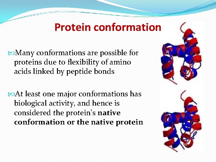 Protein conformation Many conformations are possible for proteins due to flexibility of amino acids