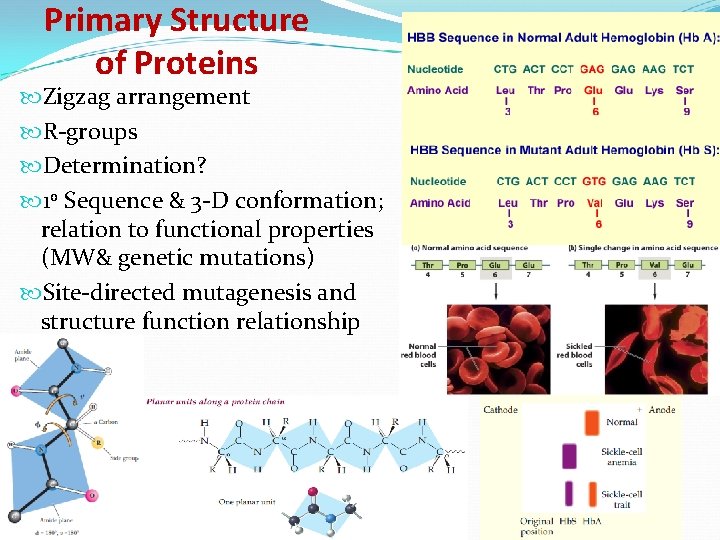 Primary Structure of Proteins Zigzag arrangement R-groups Determination? 1 o Sequence & 3 -D
