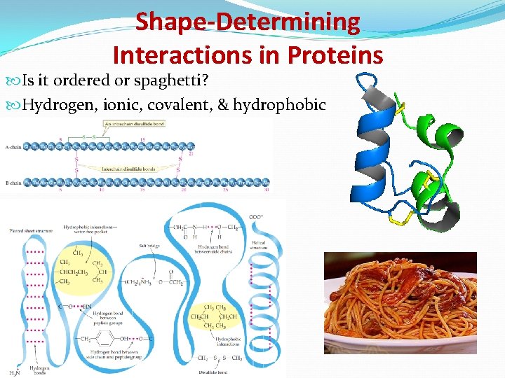 Shape-Determining Interactions in Proteins Is it ordered or spaghetti? Hydrogen, ionic, covalent, & hydrophobic