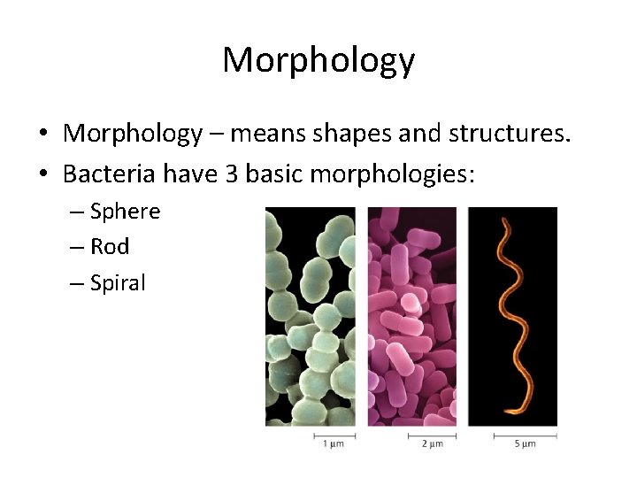 Morphology • Morphology – means shapes and structures. • Bacteria have 3 basic morphologies: