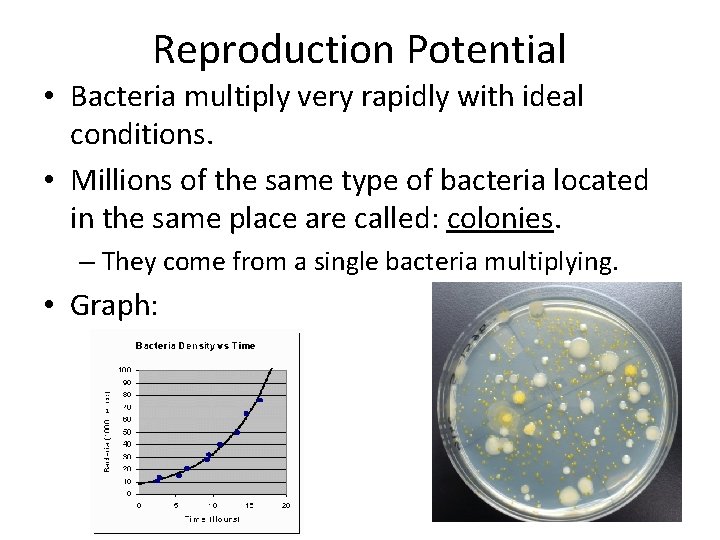 Reproduction Potential • Bacteria multiply very rapidly with ideal conditions. • Millions of the