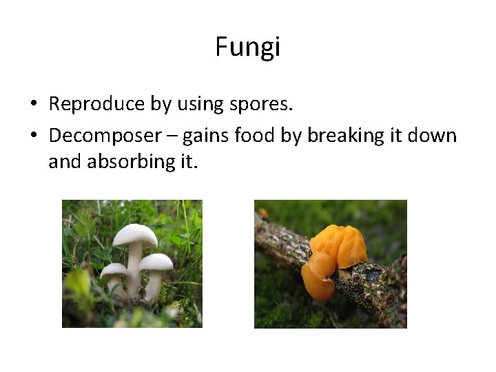 Fungi • Reproduce by using spores. • Decomposer – gains food by breaking it