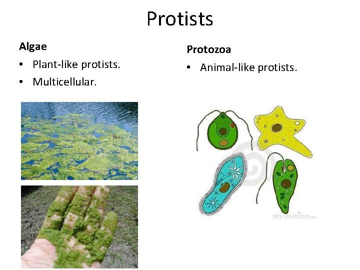 Protists Algae • Plant-like protists. • Multicellular. Protozoa • Animal-like protists. 
