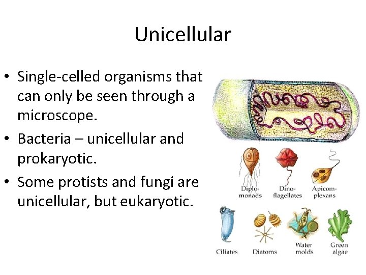 Unicellular • Single-celled organisms that can only be seen through a microscope. • Bacteria