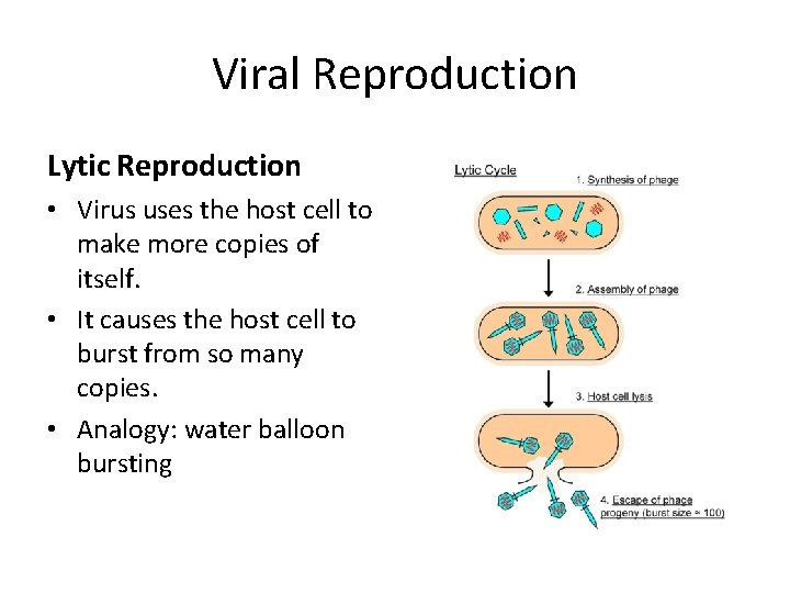 Viral Reproduction Lytic Reproduction • Virus uses the host cell to make more copies