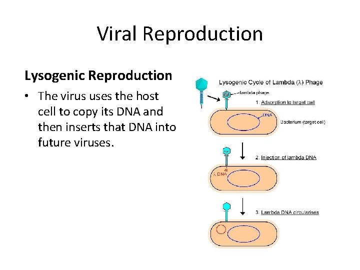 Viral Reproduction Lysogenic Reproduction • The virus uses the host cell to copy its
